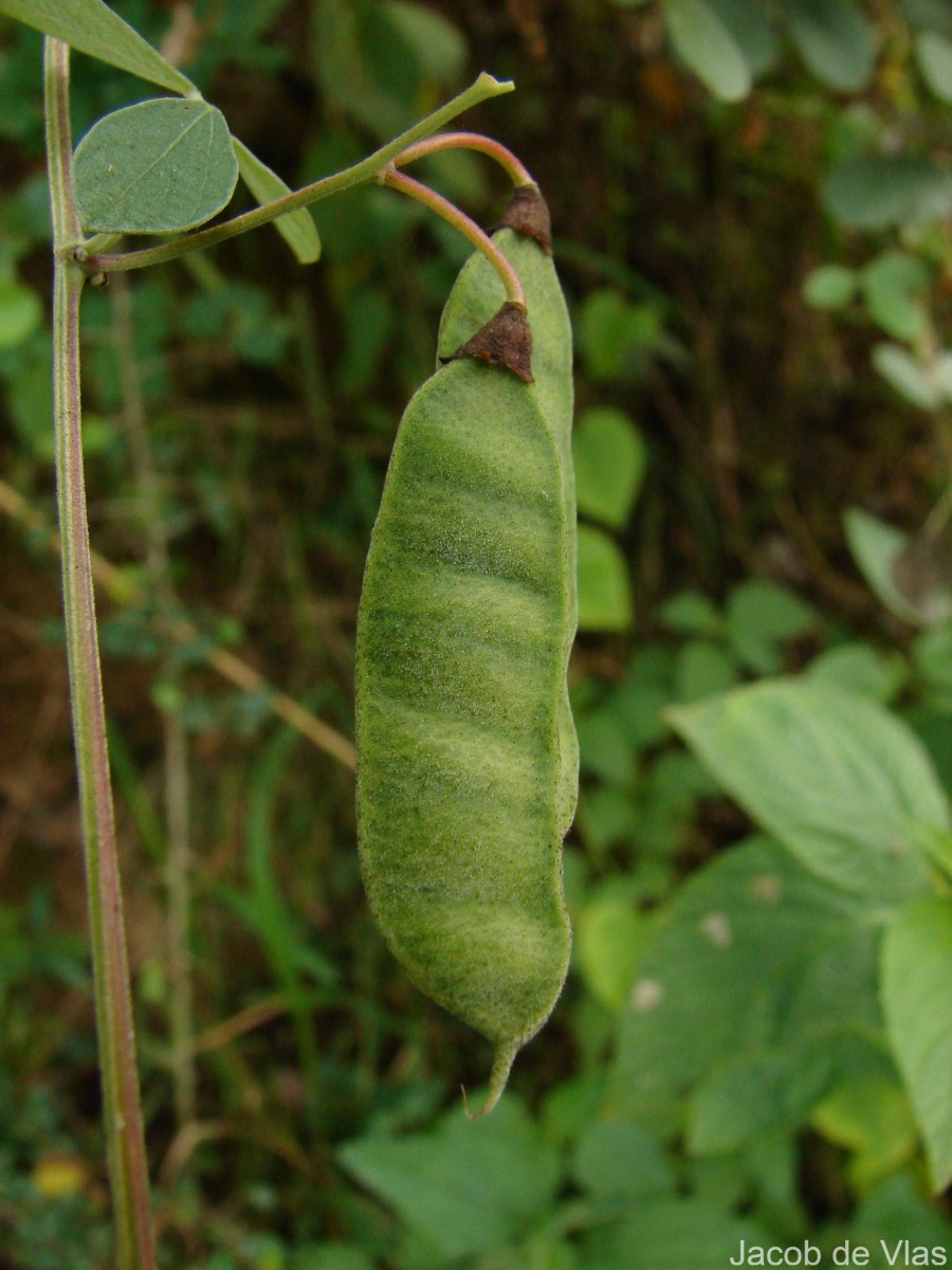 Cajanus albicans (Wight & Arn.) Maesen